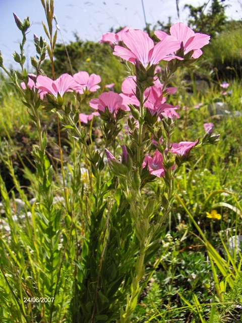 Linum viscosum / Lino malvino